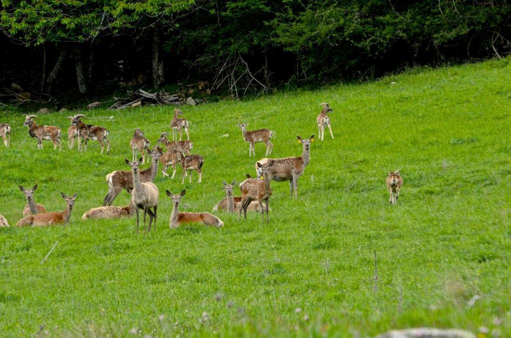 Bruscoli Agriturismo Il Passeggere מראה חיצוני תמונה